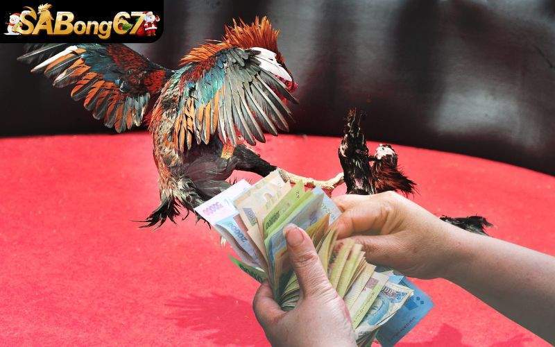 Luật đặt cược mọi bet thủ đề có thể ghi nhớ nhanh chóng Luật đặt cược mọi bet thủ đề có thể ghi nhớ nhanh chóng