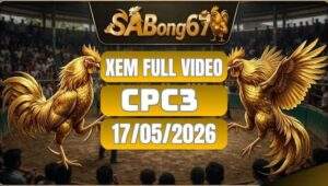 Gà CPC3 Ngày 17:05:2026 Cùng SABONG67
